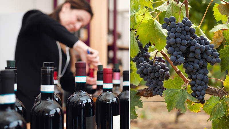 Vinprovning av Barolo-viner
